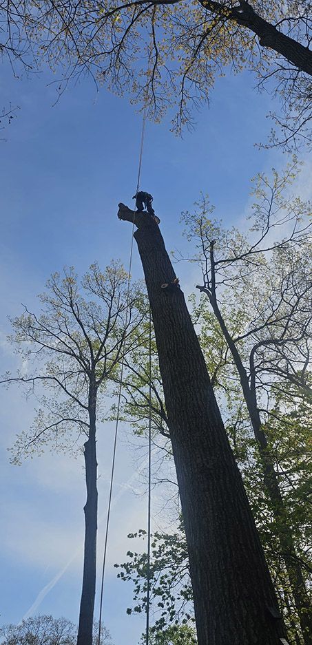 Tall tree trunks against a clear blue sky, one with a person climbing near the top