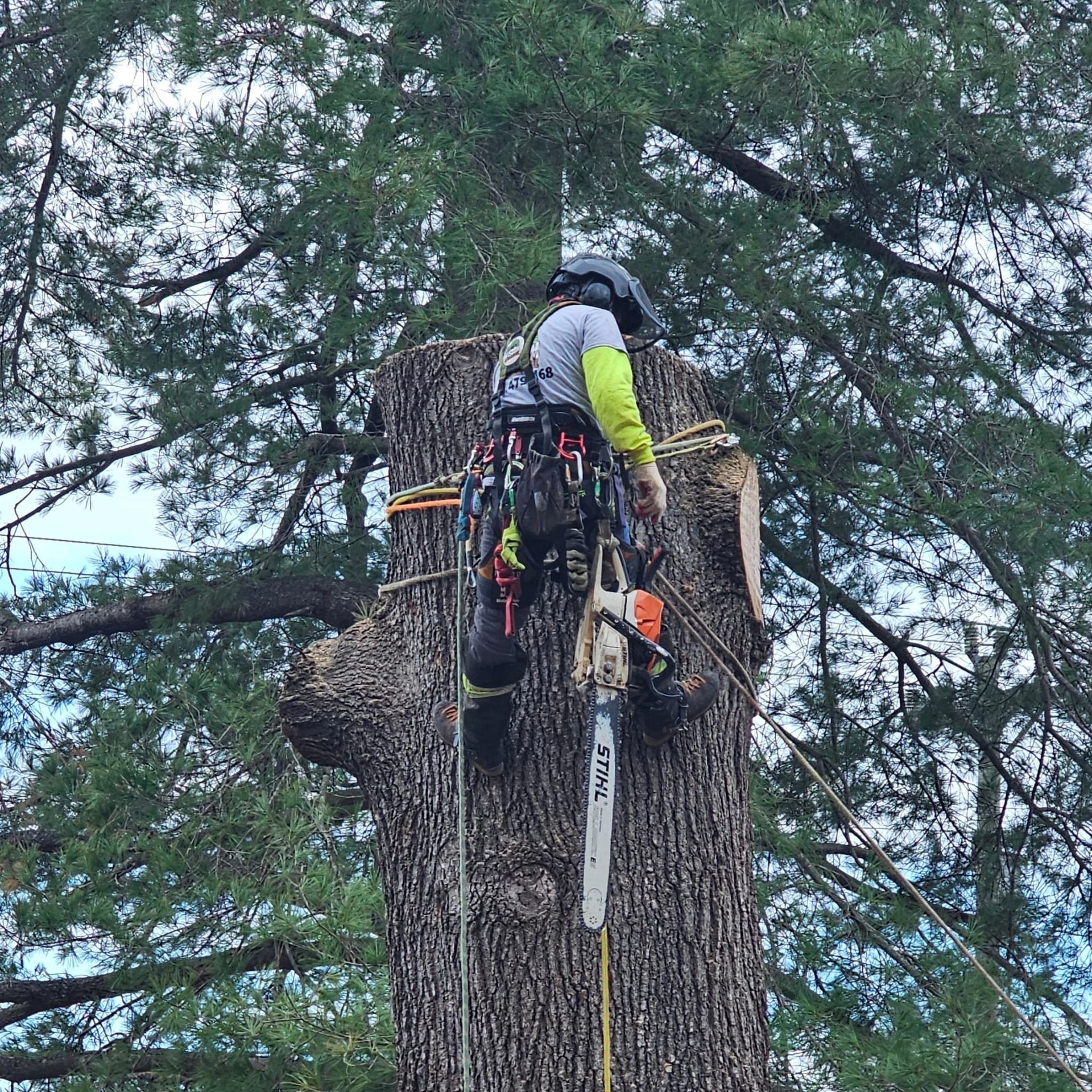 Arborist in safety gear climbing a large tree trunk with ropes and tools attached