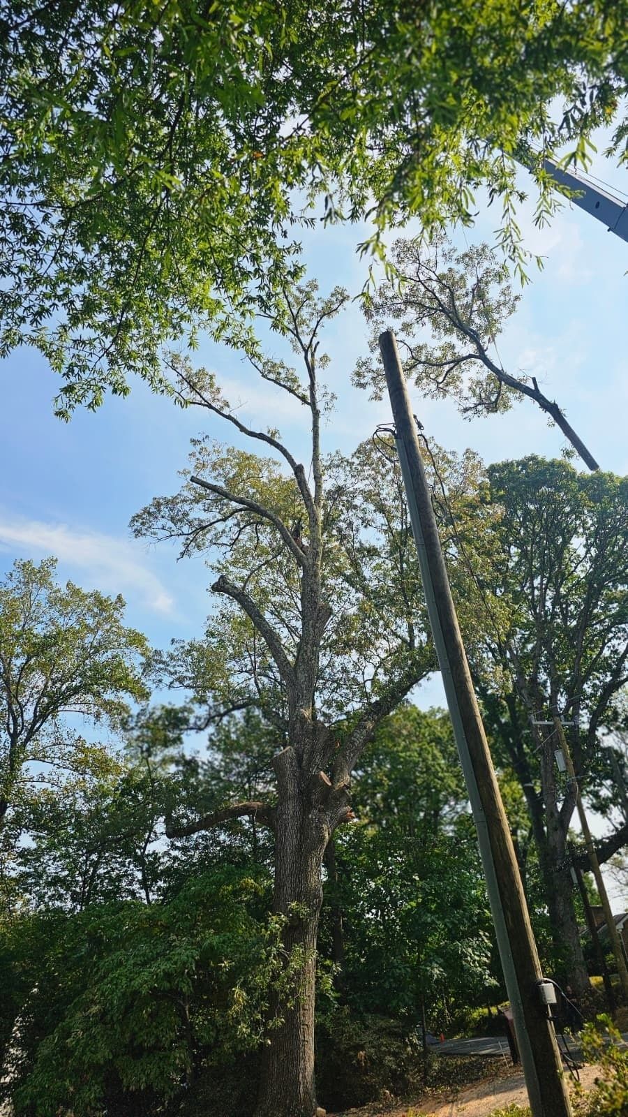 Tall trees and a lamppost against a bright blue sky with scattered leaves