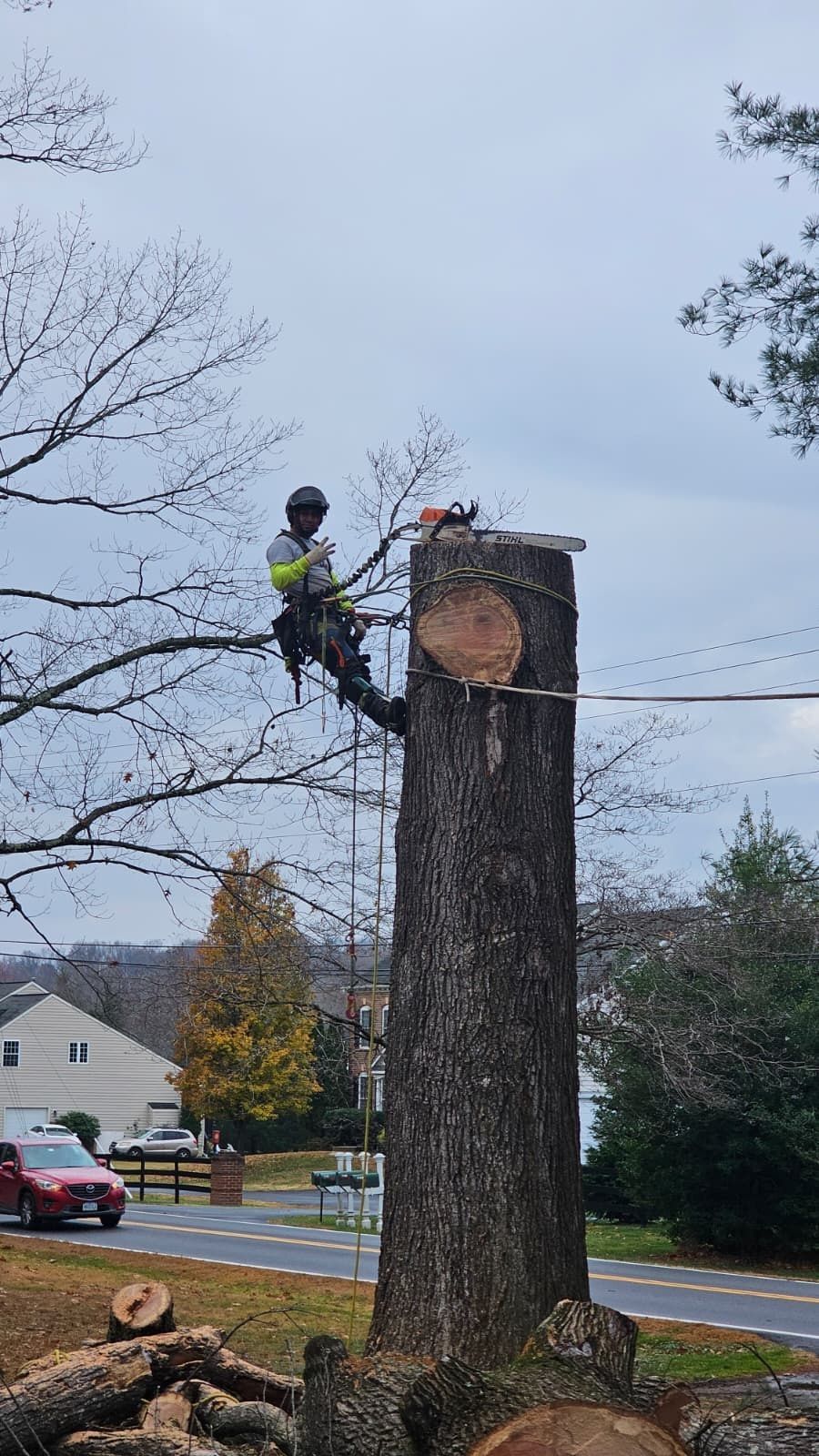 Worker in a harness trims a tall tree trunk with a chainsaw in a suburban yard.