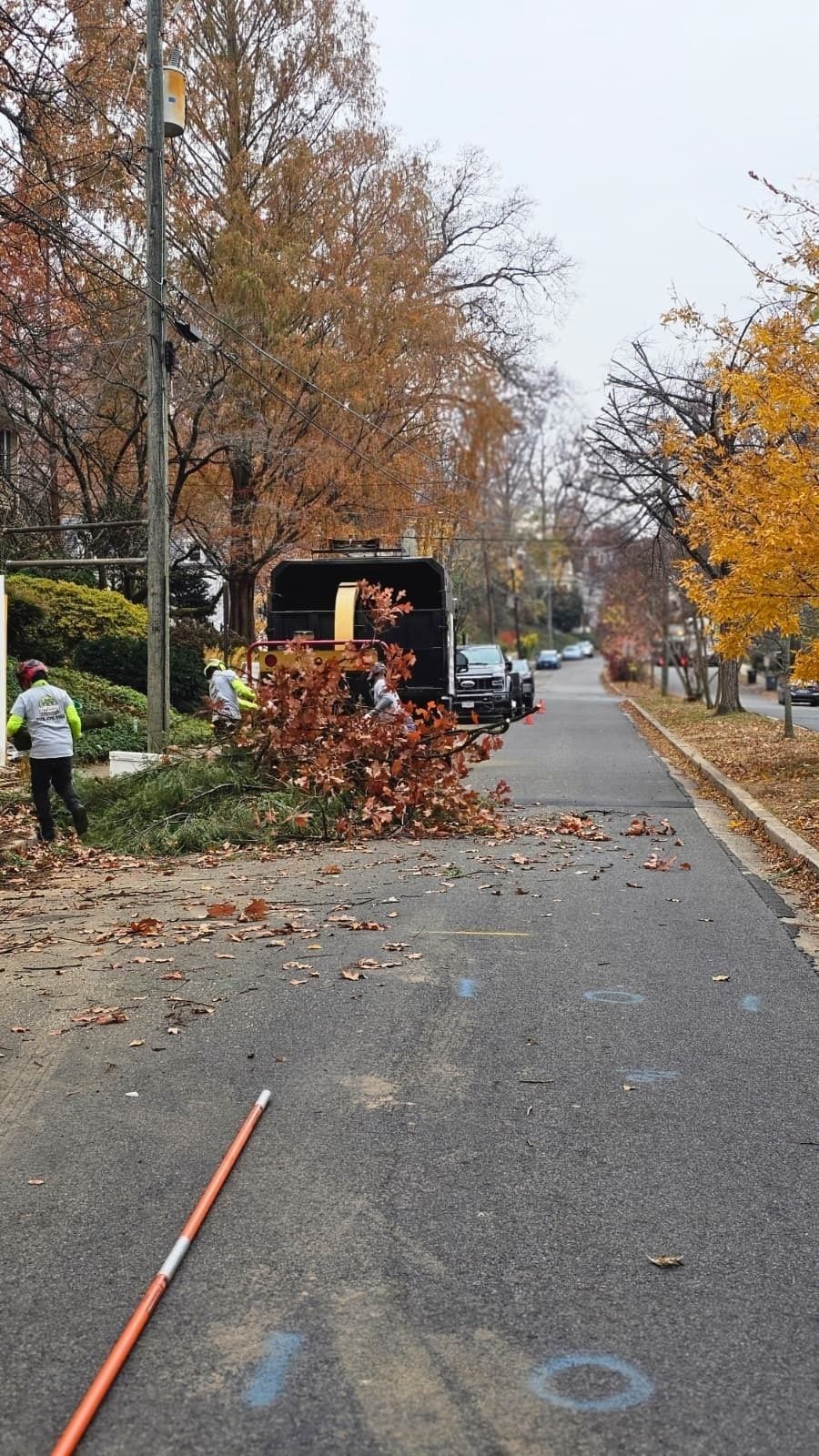 Worker trimming a fallen tree branch on a leaf-covered street in autumn