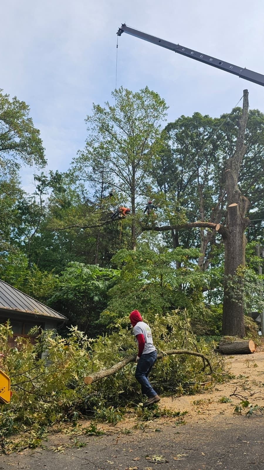 Worker in red helmet clearing fallen branches along a roadside near trees and a utility pole