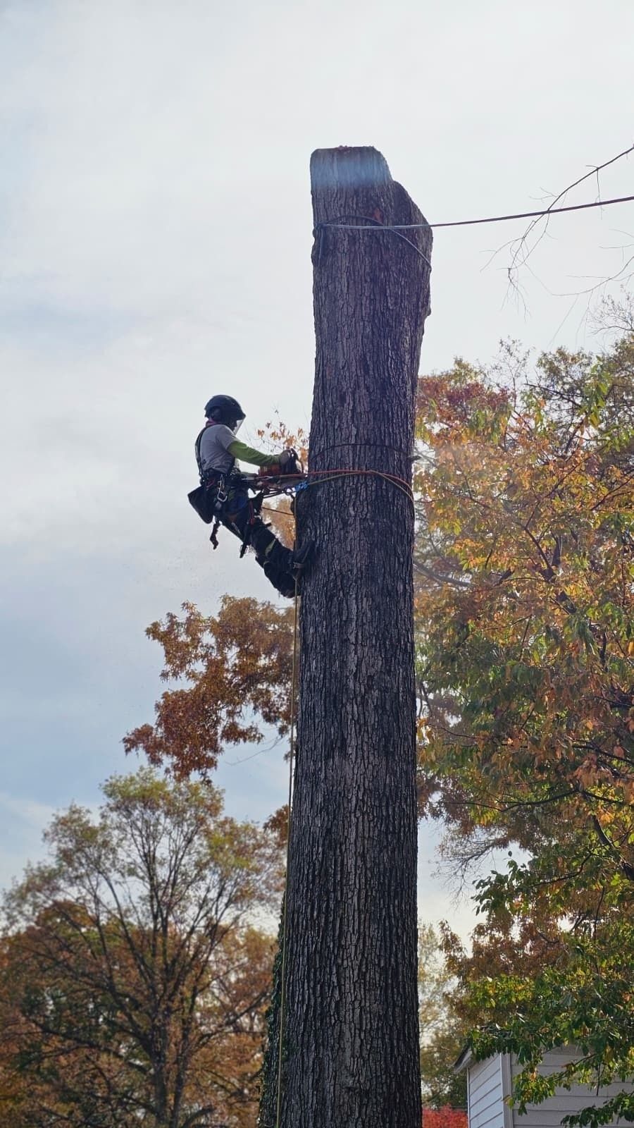 Person climbing a tall tree trunk with safety gear in an autumn forest