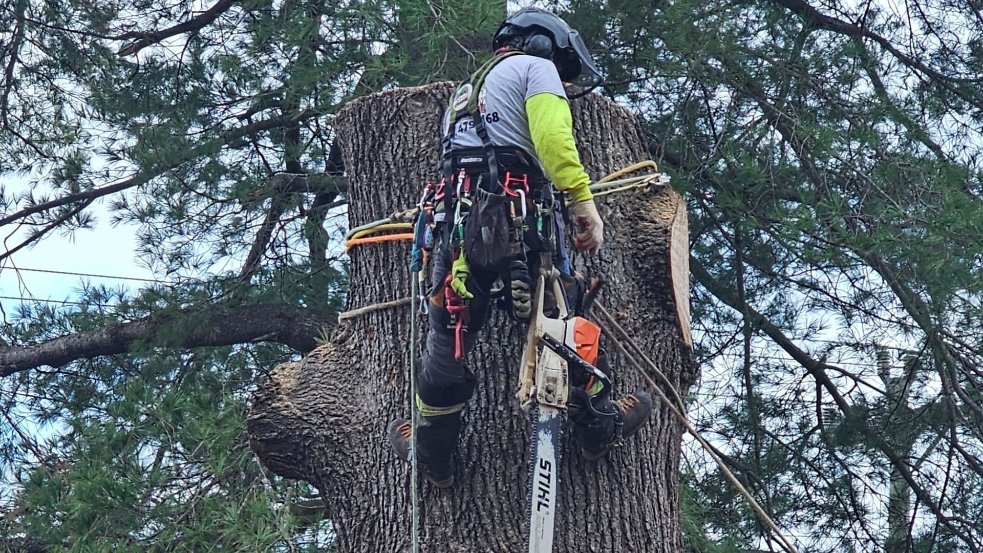 Mountain biker climbing a massive tree trunk in a forest, wearing a helmet and backpack.
