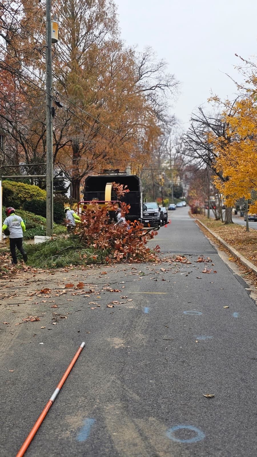Fall cleanup on a tree-lined street, with workers clearing leaves and branches near a truck.