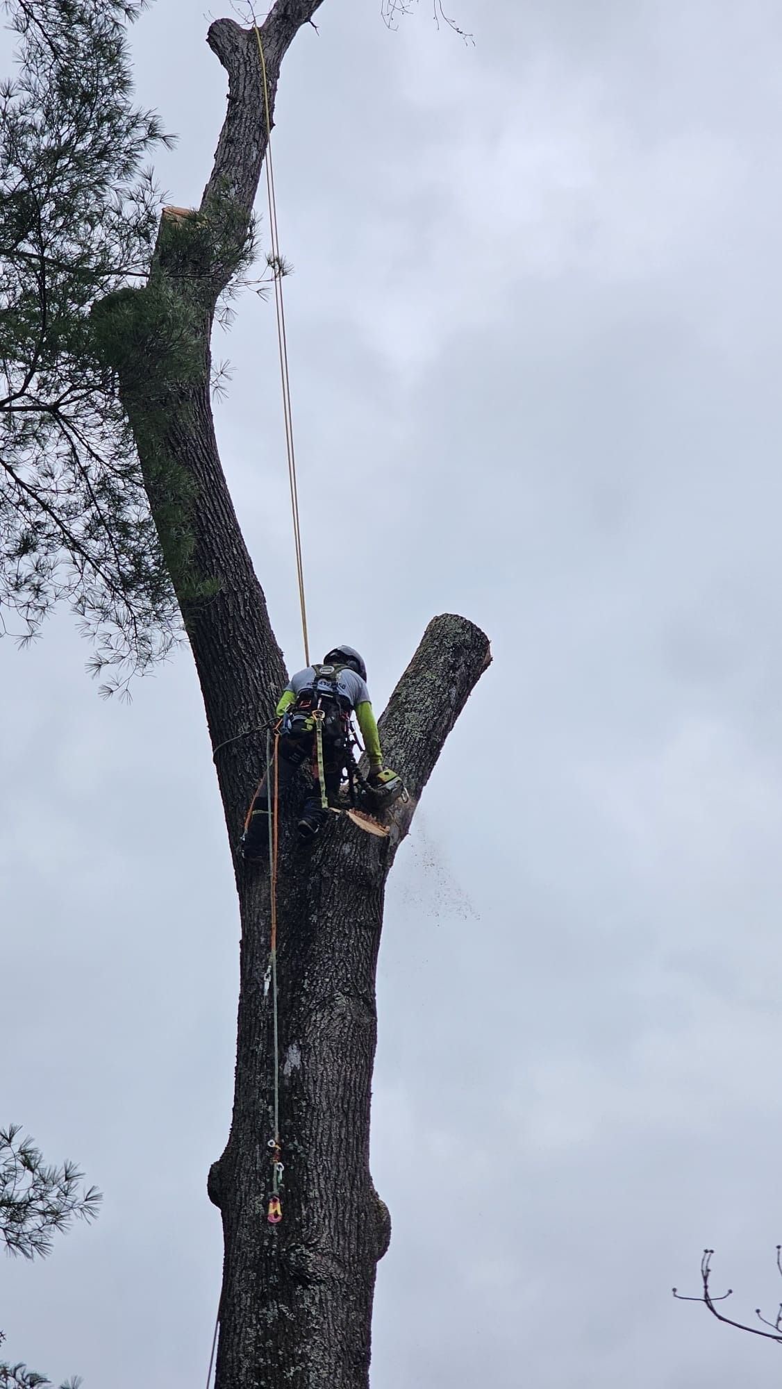Worker in safety gear climbing a tall tree with ropes against a cloudy sky