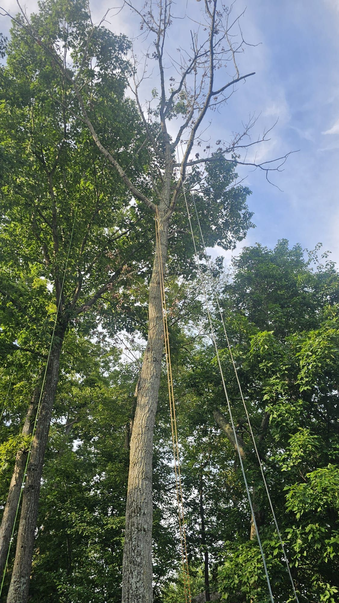 Tall tree trunk rising above dense green forest canopy under a blue sky with scattered clouds