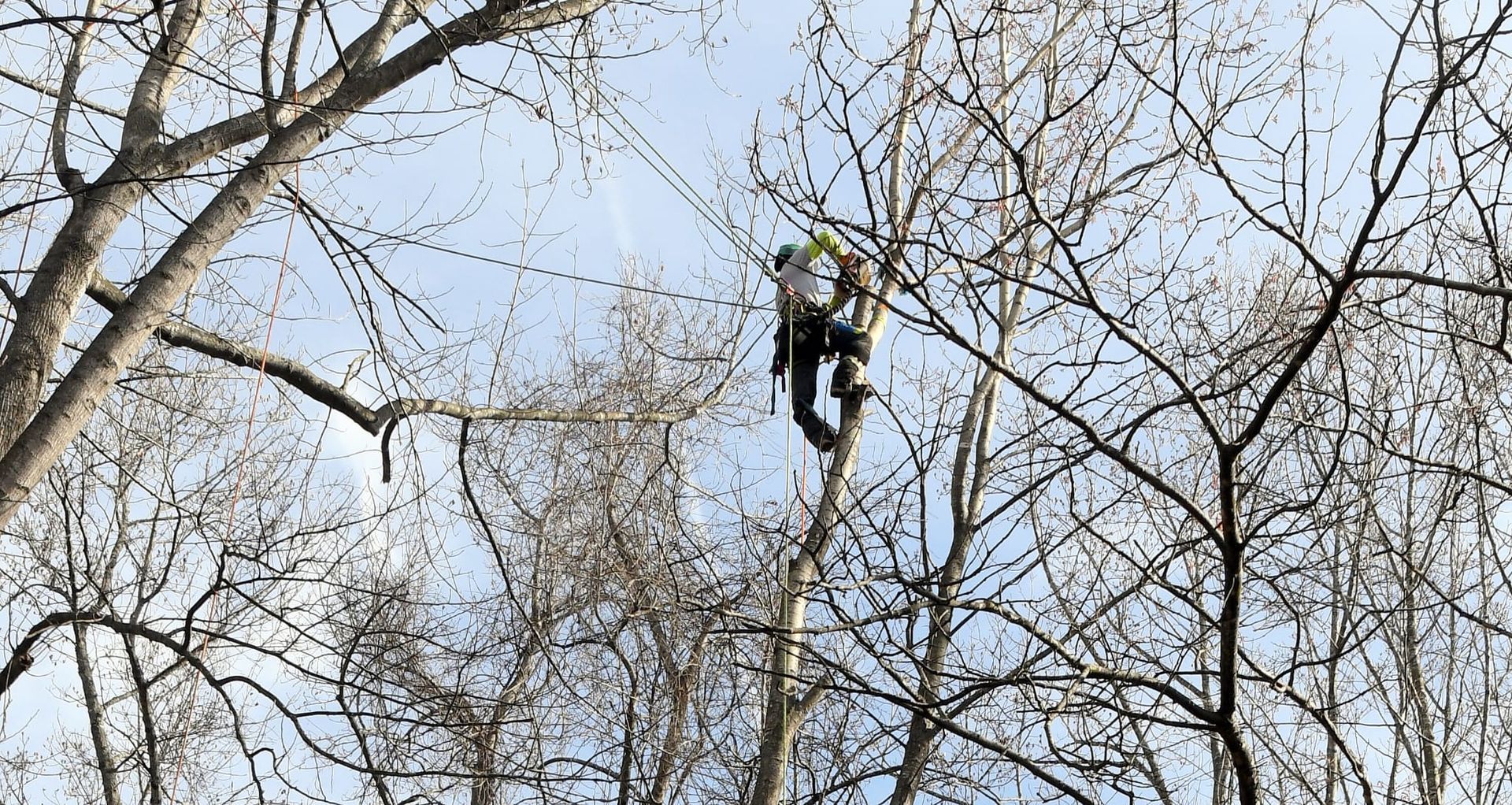 Person climbing a tall tree among bare branches against a blue sky