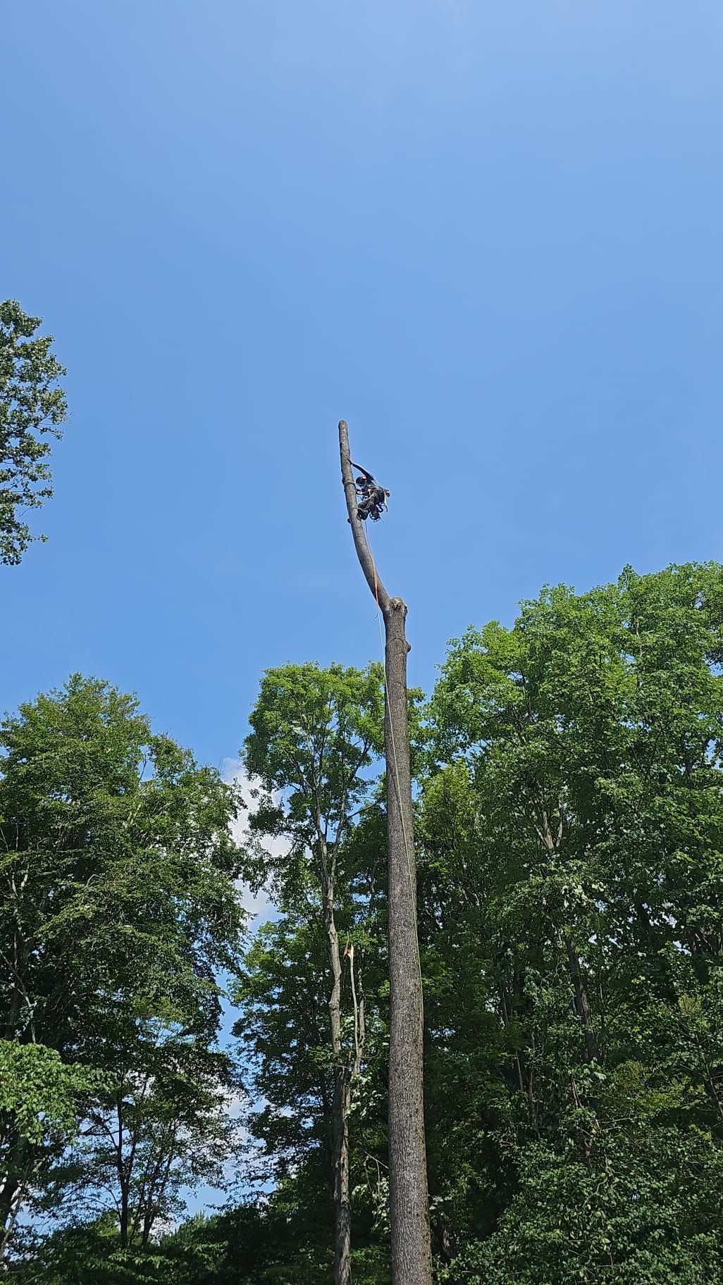 Tall dead tree trunk against a clear blue sky, surrounded by green leafy trees.