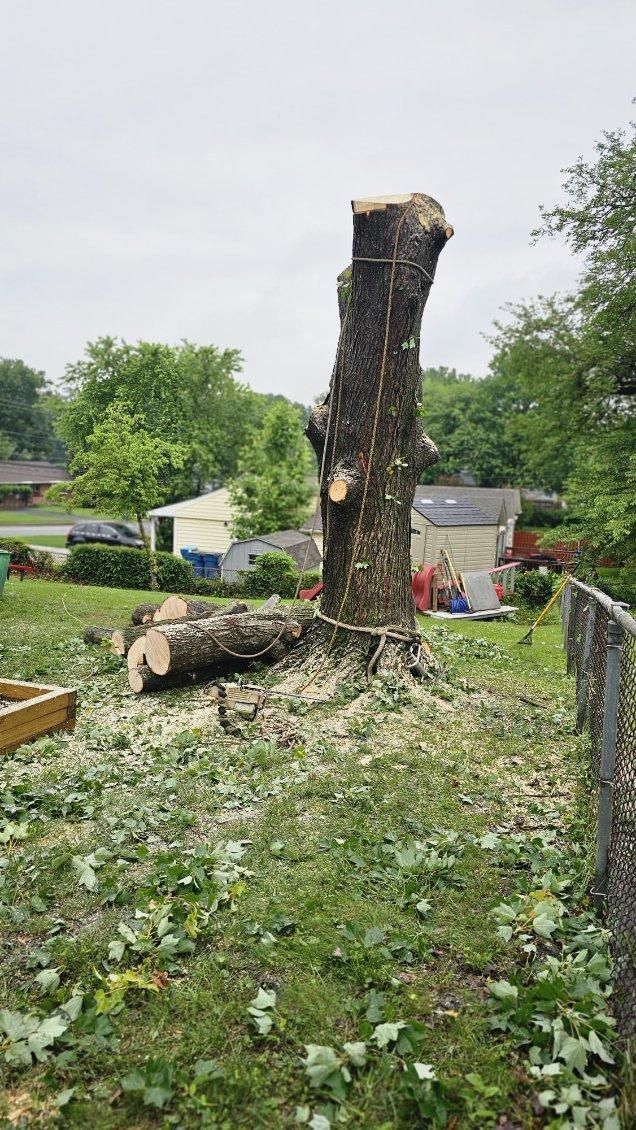 Recently cut tree stump and fallen branches in a grassy yard near a house