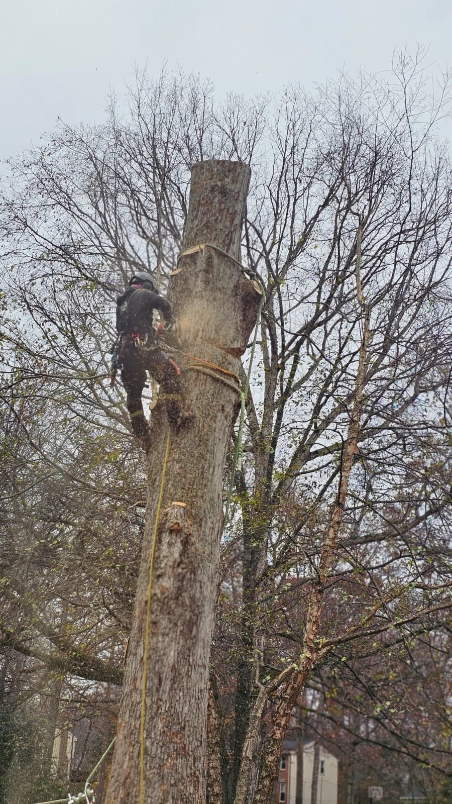 A black cat clings to a tall tree trunk with bare branches against an overcast sky.