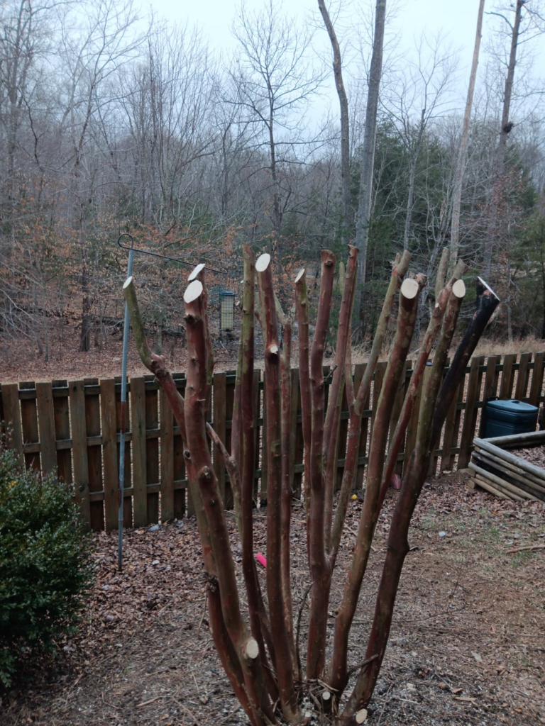Freshly pruned leafless shrub in a backyard, with cut stems and a wooden fence in the background