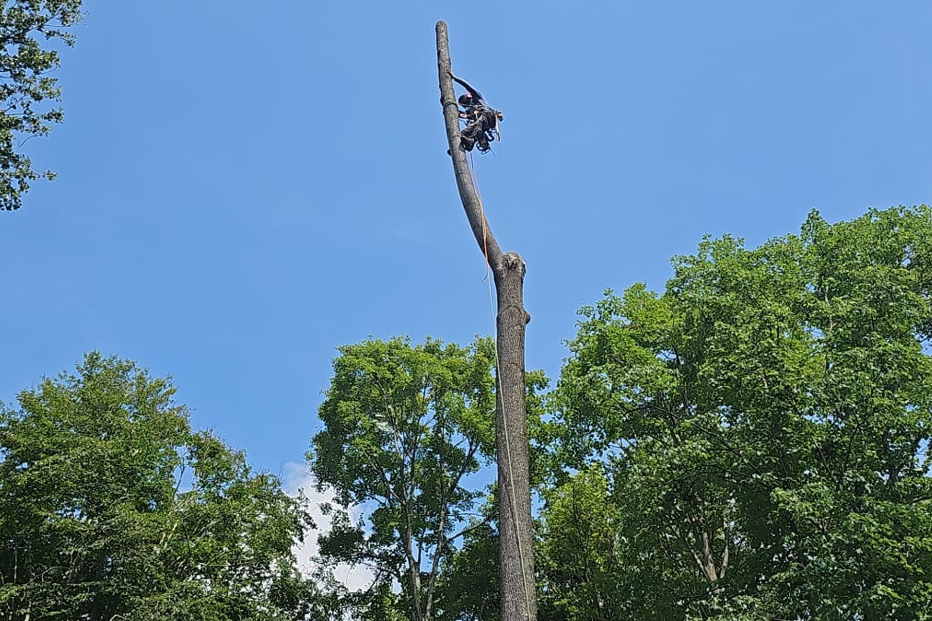 Dead tree trunk with a bird’s nest high above green trees under a blue sky