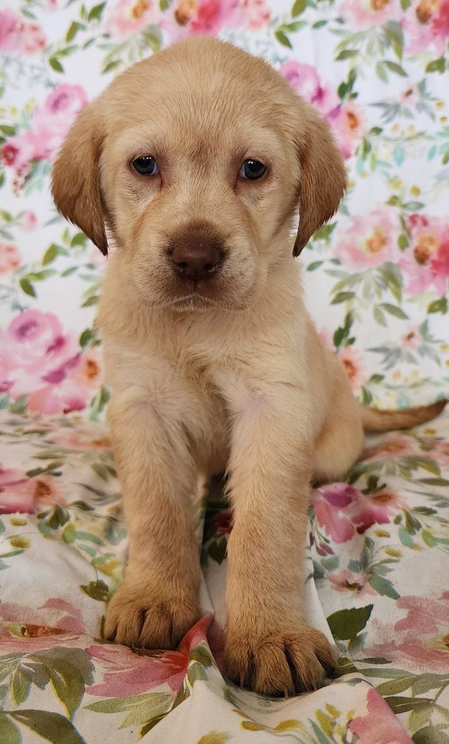 Golden Lab Puppies | Sayre, PA