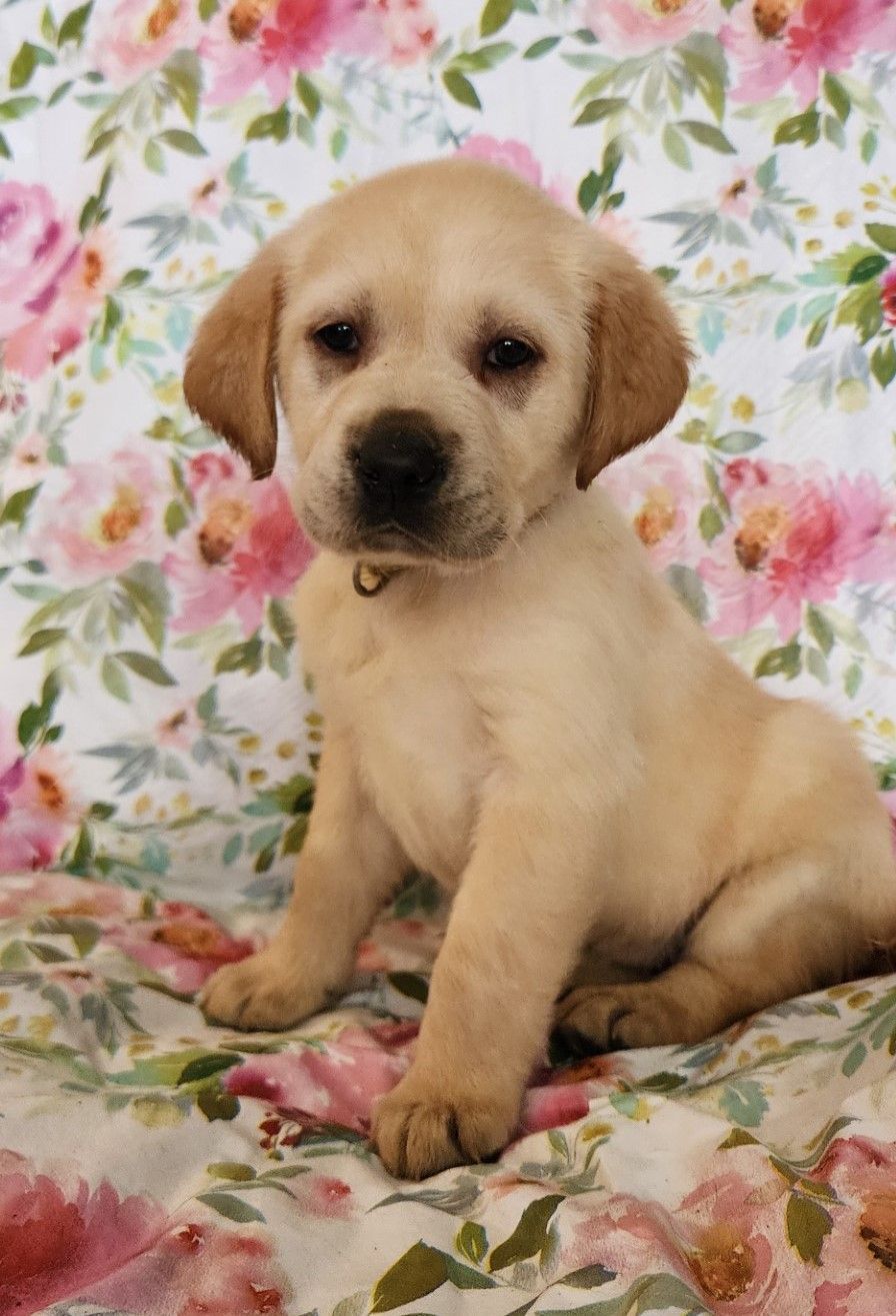 Golden Lab Puppies | Sayre, PA