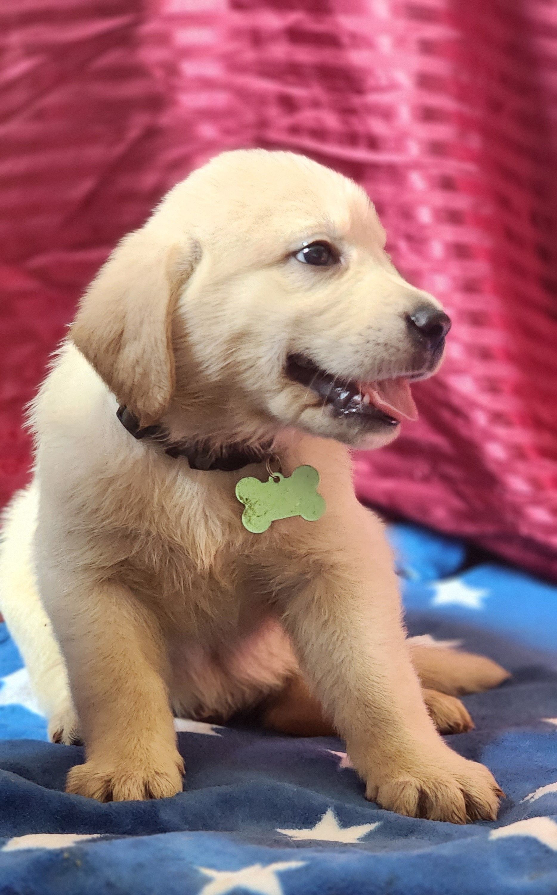 Golden Lab Puppies | Sayre, PA