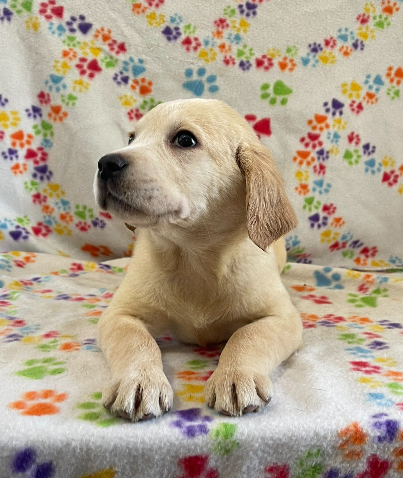 Golden Lab Puppies | Sayre, PA