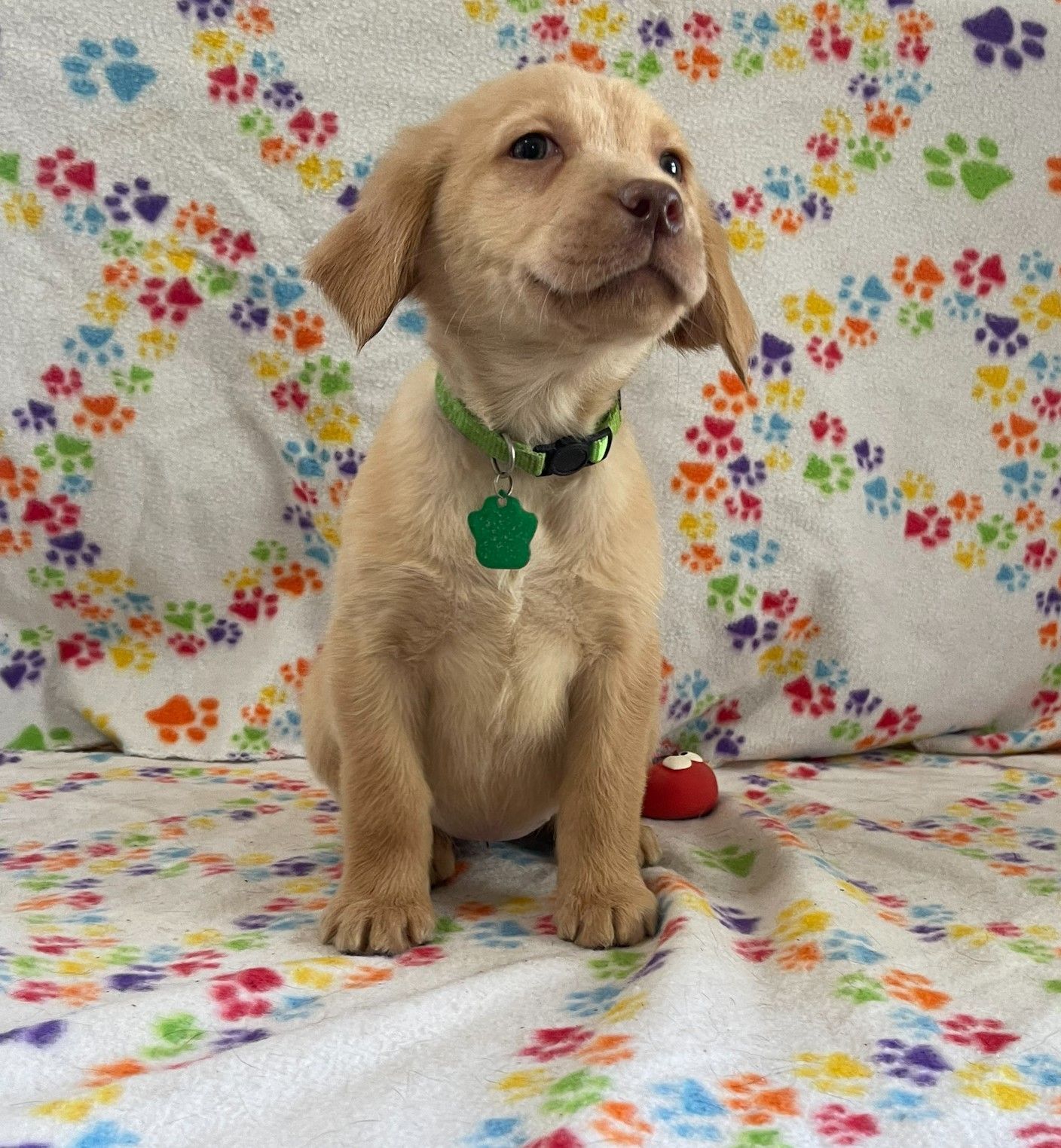 Holly - Lt Green Female