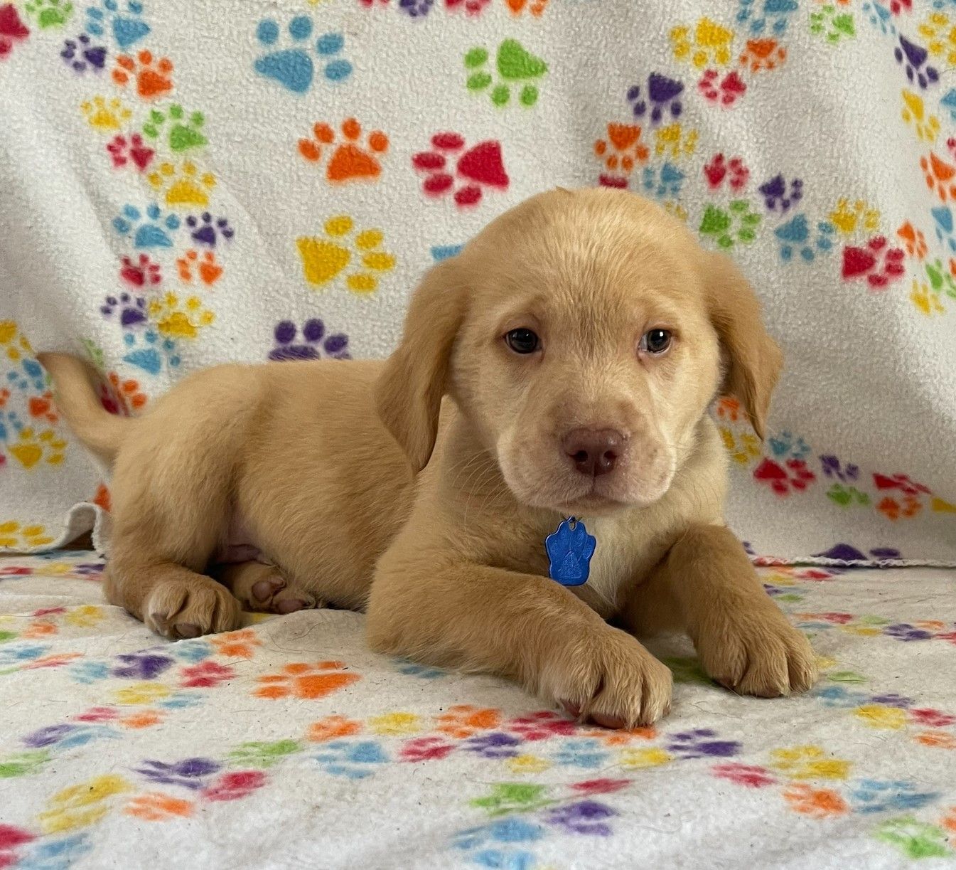 Oakley - Dk Blue Male