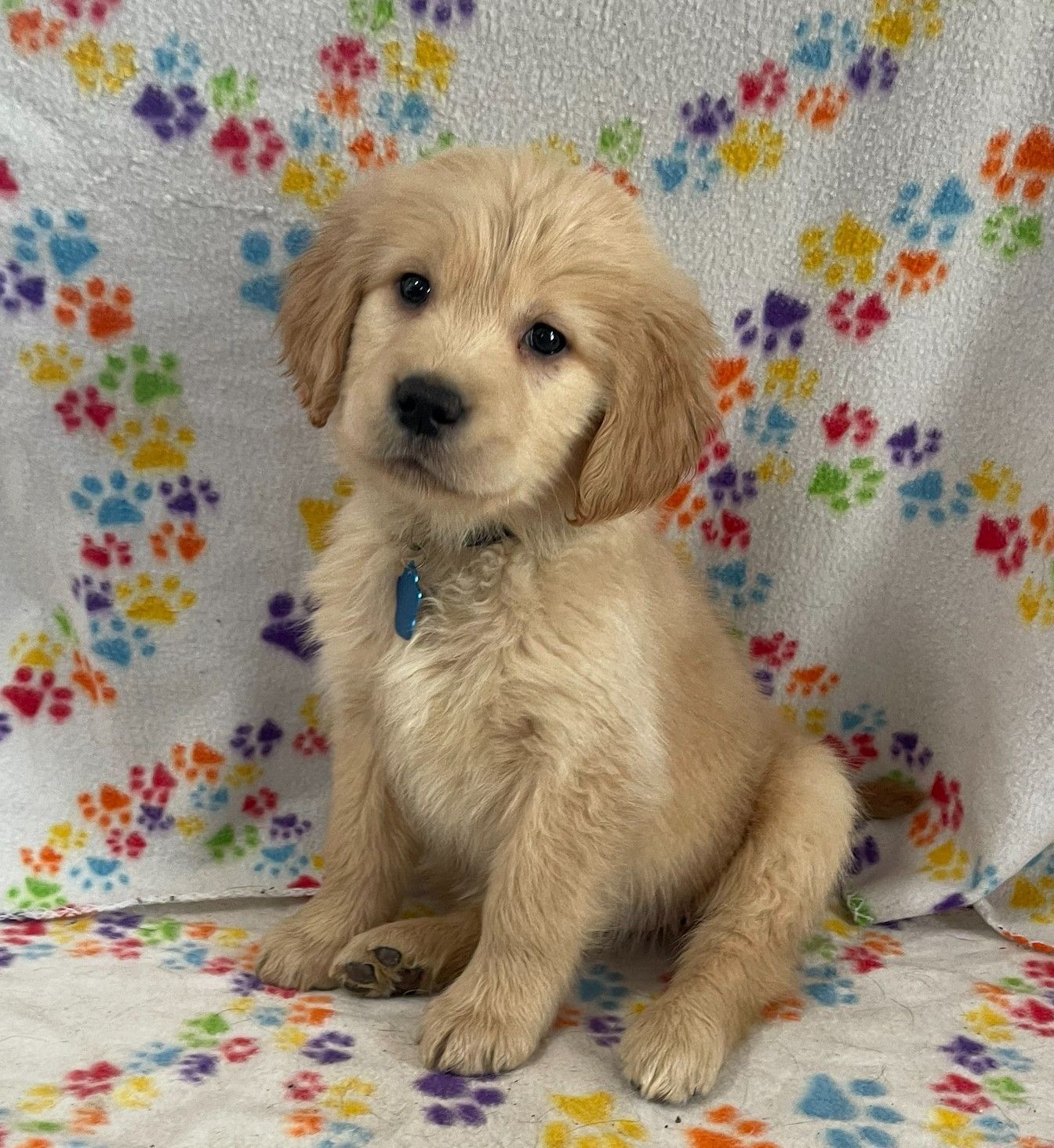 Poppy - Lt Blue Female