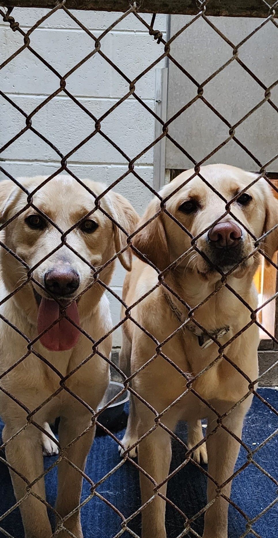 River - Jett in kennel