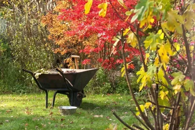 Wheelbarrow in a garden with colorful autumn foliage.