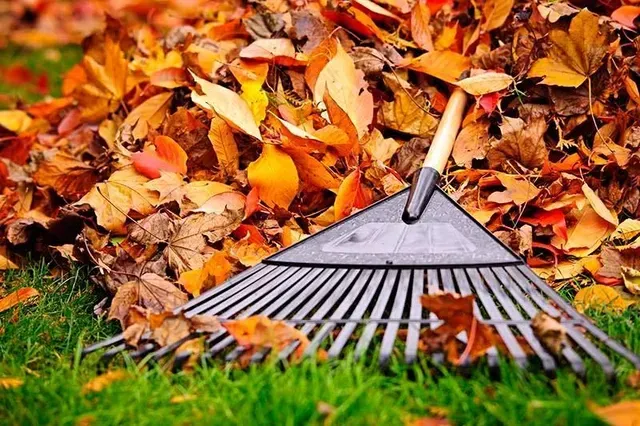 Rake in a pile of colorful autumn leaves on green grass.