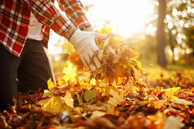 Person wearing gloves gathers fallen autumn leaves outdoors.