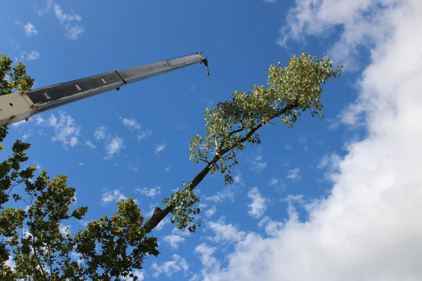A tree is being cut down by a crane with a blue sky in the background.