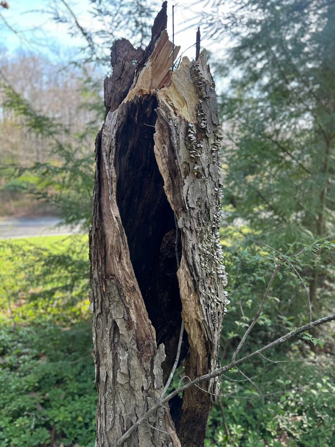 A tree trunk with a hole in it in the middle of a forest.