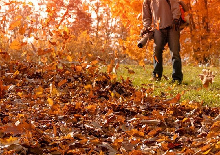 A man is blowing leaves in a field with a leaf blower.