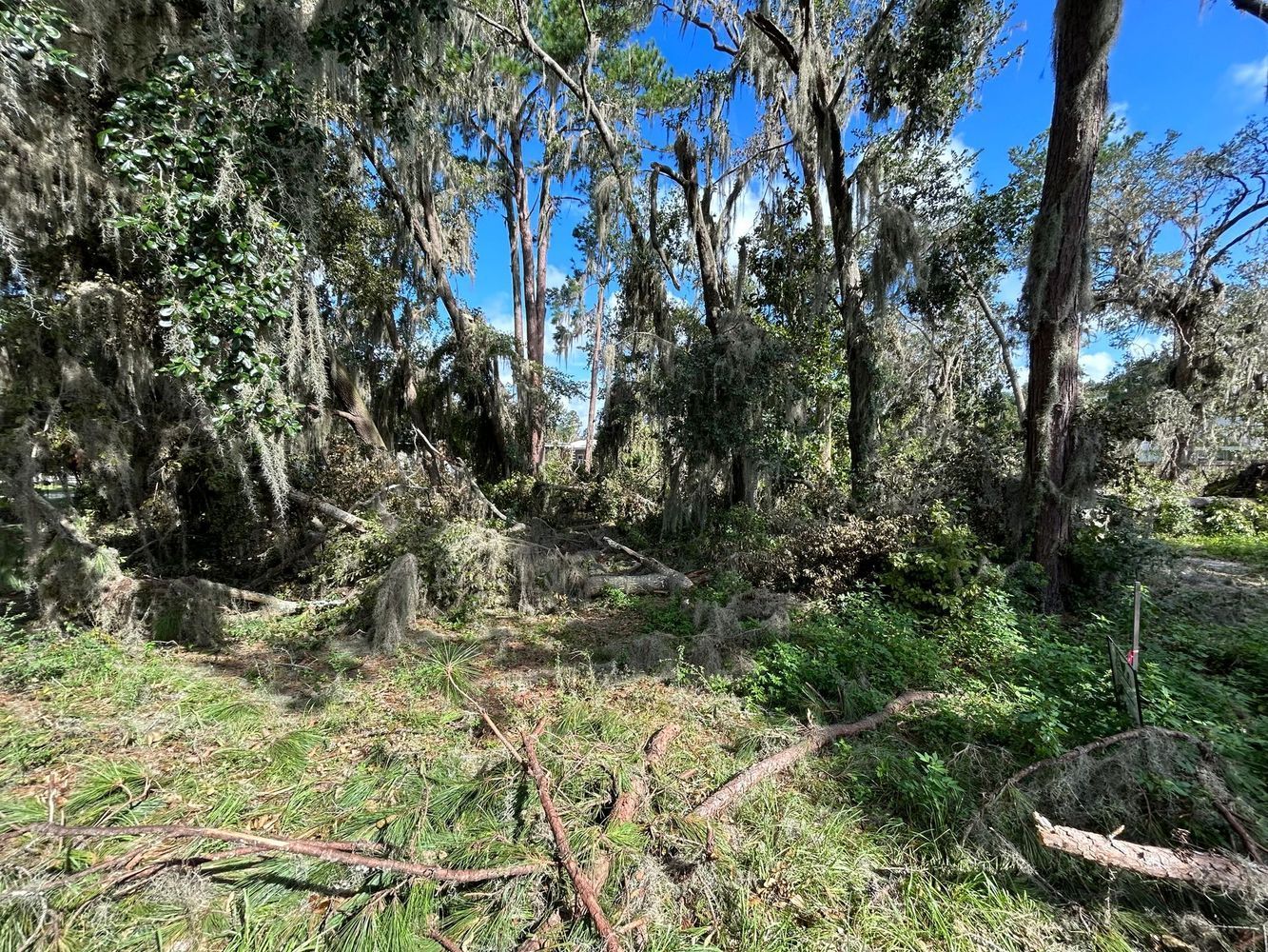 A lush green forest with lots of trees and spanish moss.