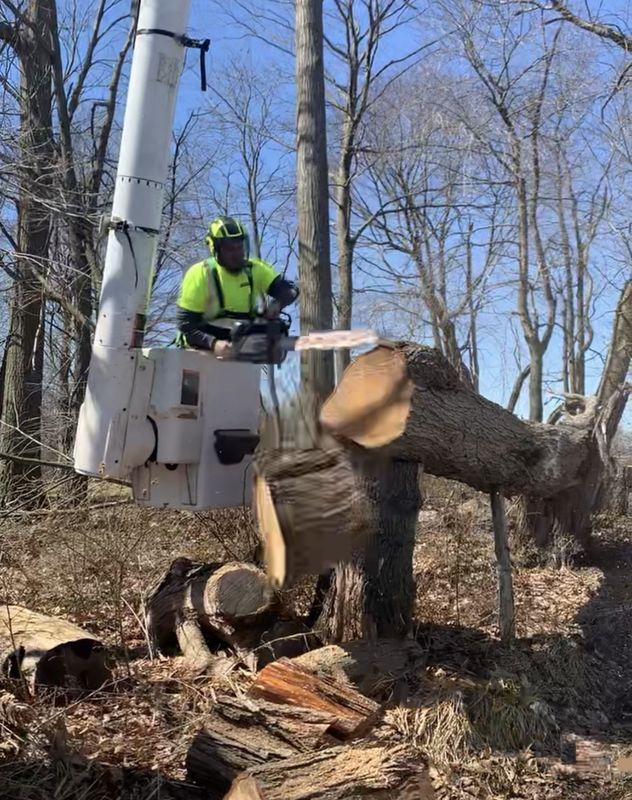 A man is cutting a tree in the woods with a chainsaw.