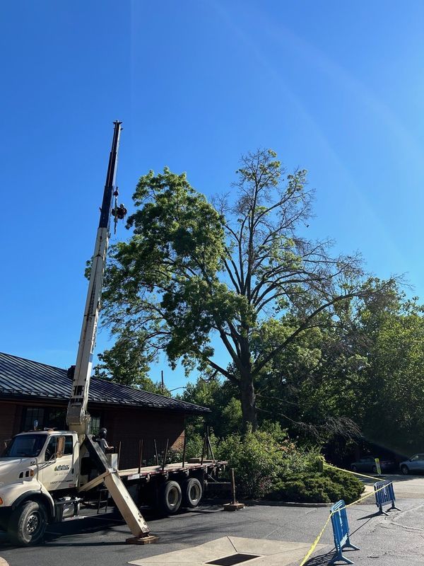 A truck with a crane attached to it is cutting a tree.
