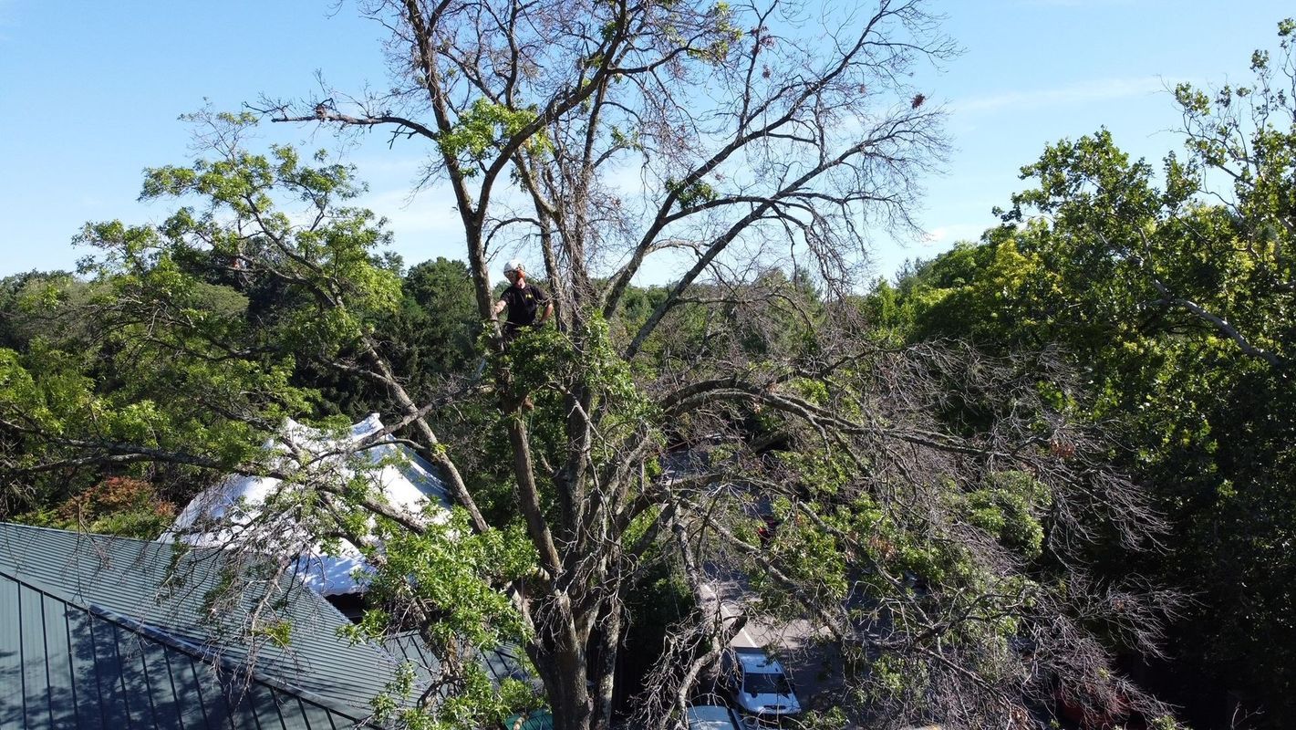 A man is climbing a tree in front of a house.