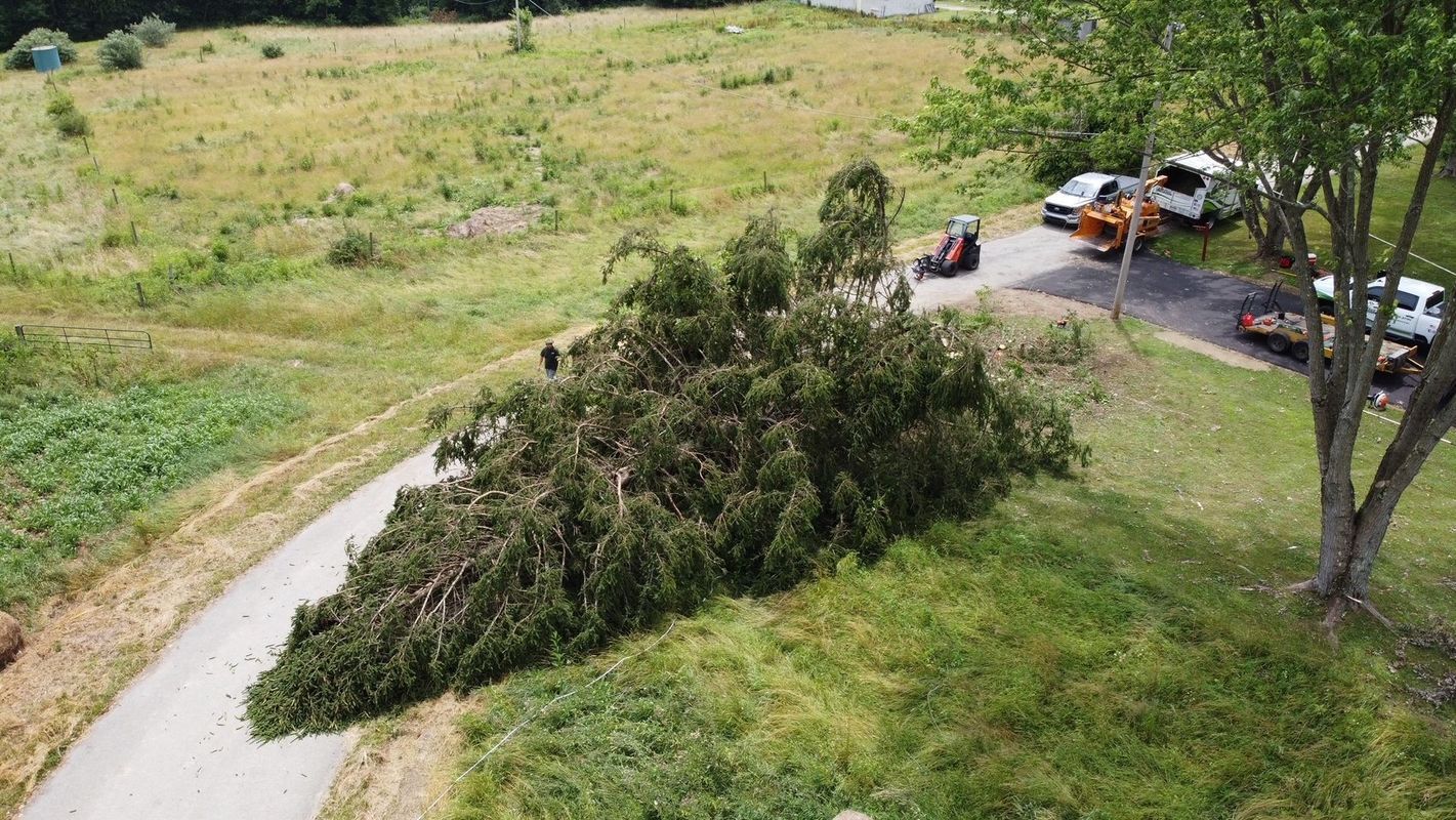 An aerial view of a fallen tree on the side of a road.