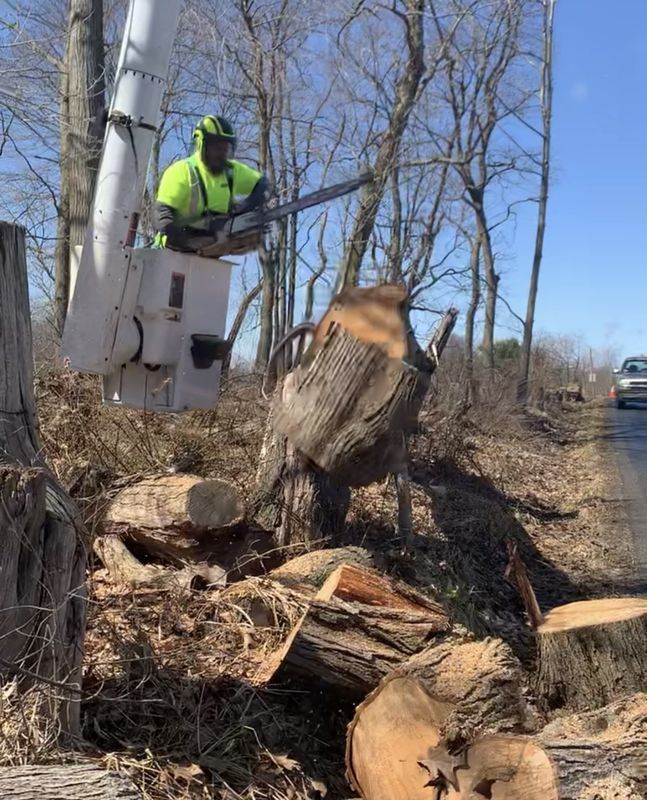 A man is cutting down a tree with a chainsaw.