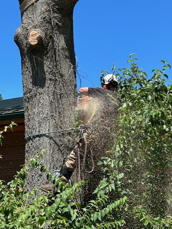 A man is cutting a tree with a chainsaw.
