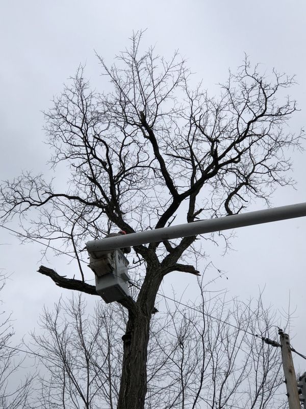 A tree with a traffic light attached to it