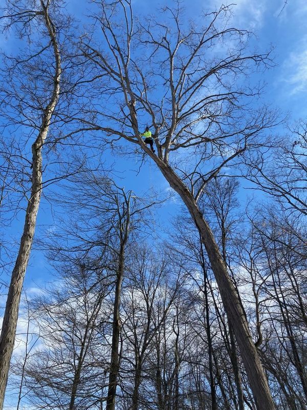 A man is standing on top of a tree in the woods.