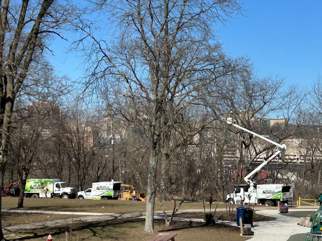 A group of trucks are parked in a park with trees in the background.