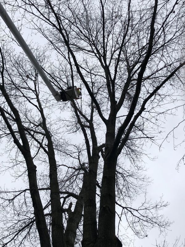 A person is cutting a tree with a crane.