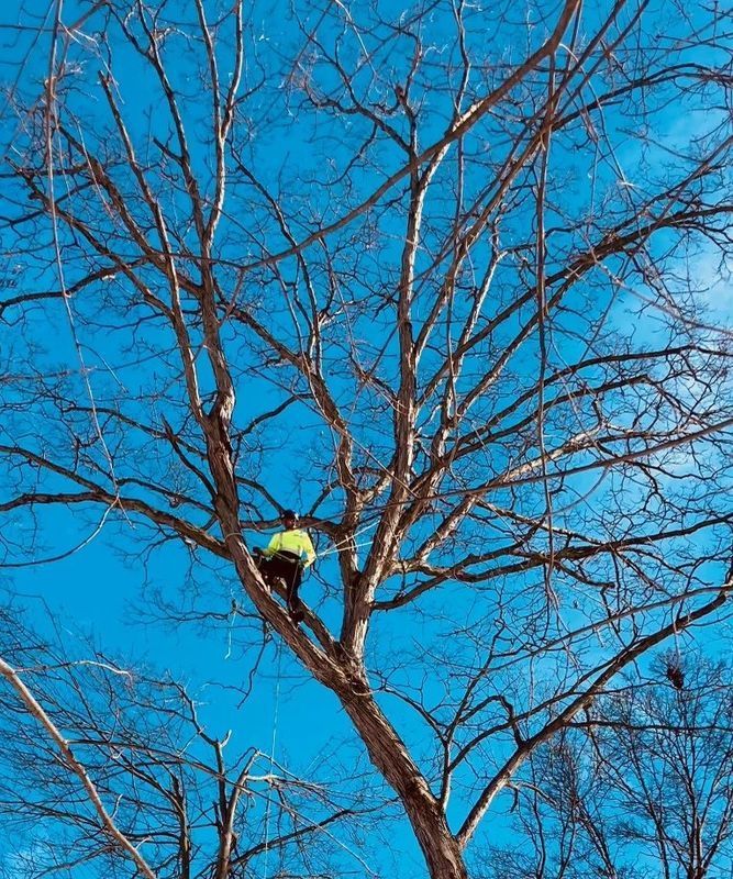 A man is climbing a tree with a blue sky in the background.