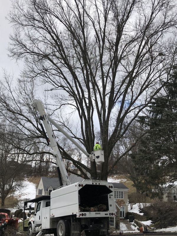 A man in a bucket is cutting a tree.