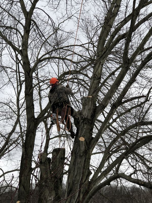 A man is climbing up a tree without leaves.