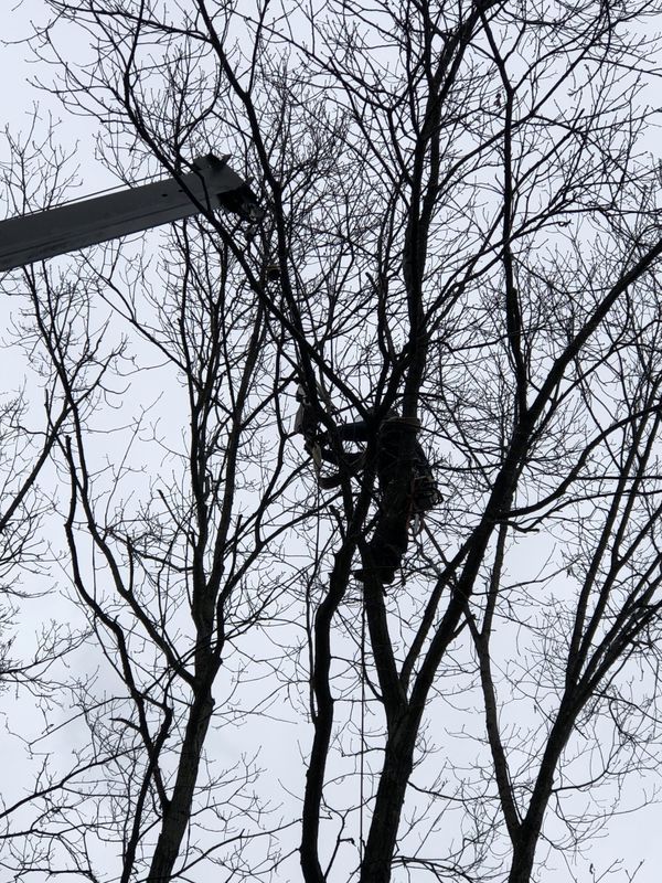 A black and white photo of a tree with a light pole in the background.