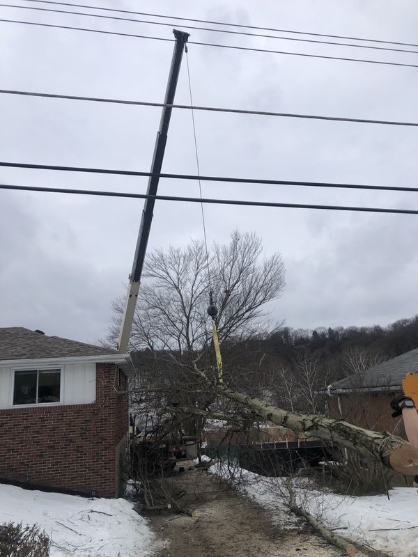 A crane is lifting a tree in front of a house.
