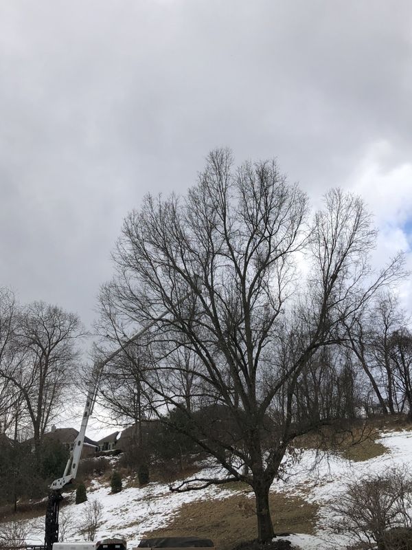 A tree without leaves is standing in the middle of a snowy field.