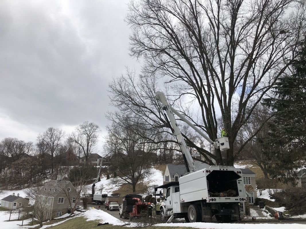 A white truck is cutting a tree in a snowy area.