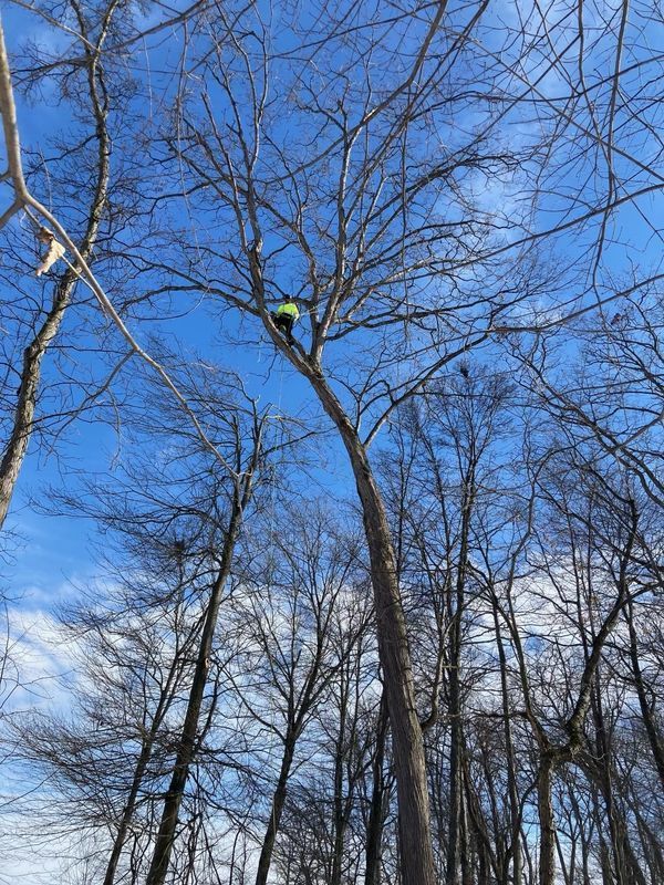A person is climbing up a tree in the woods.